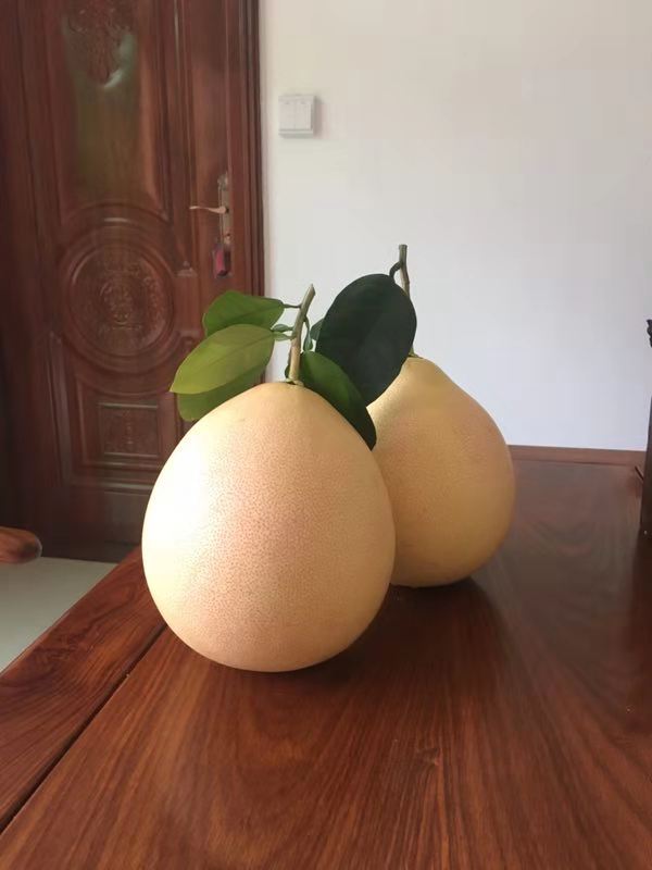 三紅蜜柚