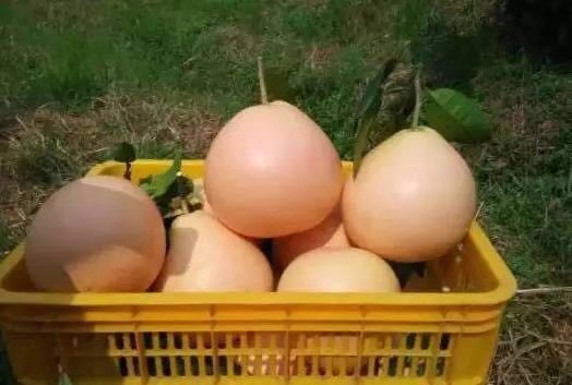 三紅蜜柚
