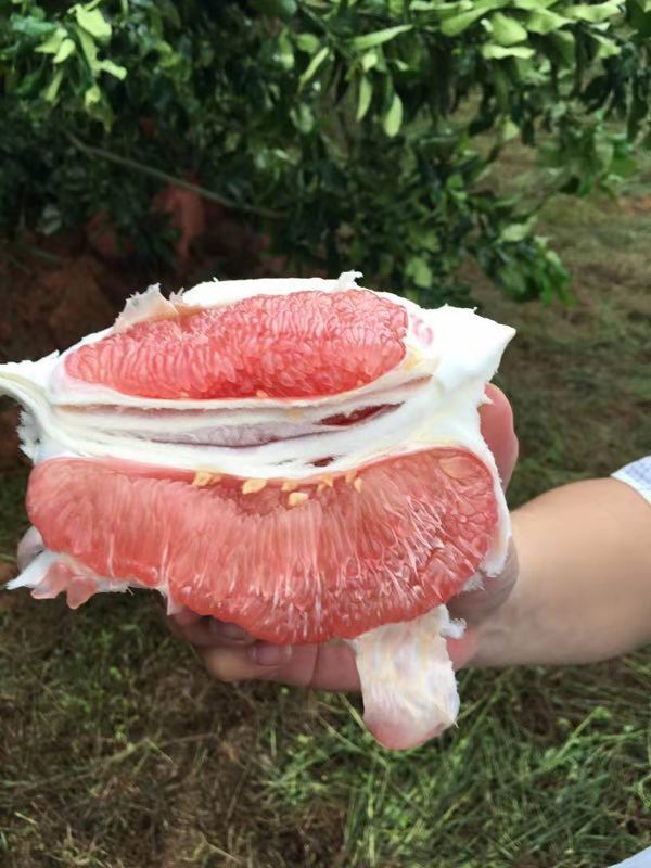 三紅蜜柚